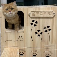 [드림우드] 고양이 3층계단형 원목화장실