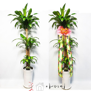 (분갈이)행운목 홍콩야자 개업화분