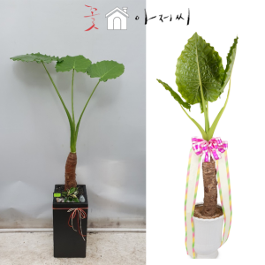 알로카시아 알로카리아 개업화분
