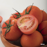 유럽종 완숙 토마토, 2.5kg / 5kg