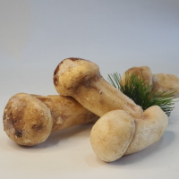 자연산송이버섯1등급 냉동송이 1KG / 경동버섯유통