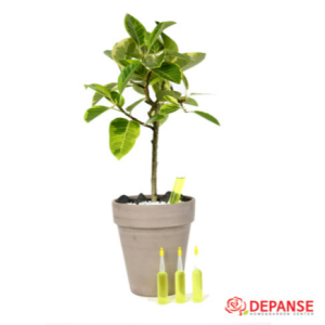 데팡스 식물영양제 하이트그린 앰플형 10개입