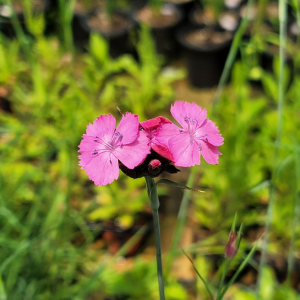 [초선지] 노룸패랭이꽃 카르투시안 Carthusian Pink 야생화 정원