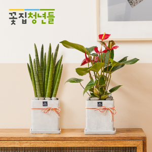 인테리어식물 모음전 천냥금(백량금) 모던라인