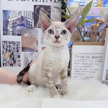 데본렉스