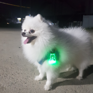 강아지 LED 인식표 반려견 야광 목걸이