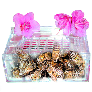 장수꿀벌 70마리 벌침 벌침벌 봉침 벌 꿀벌
