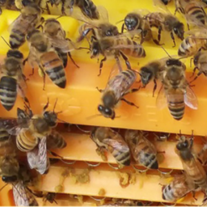 청우팜 벌침 벌침벌 봉침 봉침벌 벌 꿀벌