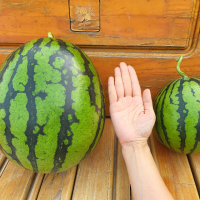 고당도 가을 꿀 수박 6kg 5kg 3kg