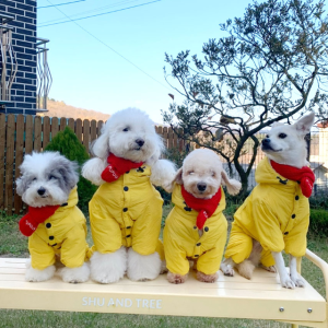 강아지 패딩 올인원 PUPOO 하네스 포켓