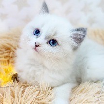 품종혈통보장