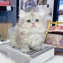 먼치킨