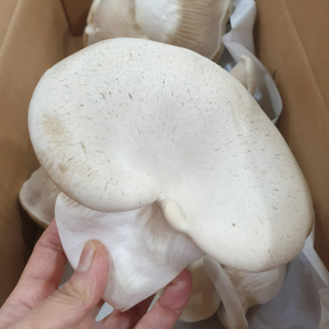 산지직송 설원버섯 선물용 특상품