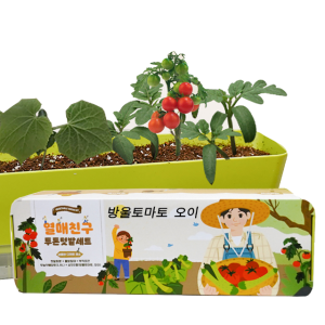 방울토마토 미니 오이 키우기 키트 텃밭 씨앗