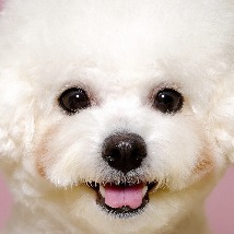 인스타그램