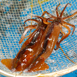 국내산 동해 제철 활 오징어 1kg 초코오징어 회 횟감용 통찜 생물