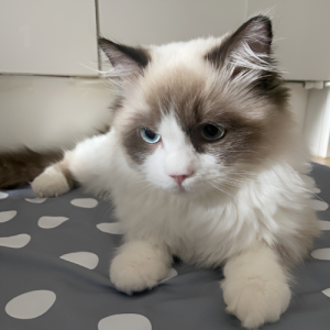 [커버 세탁가능] 고양이 여름 아이스 쿨매트