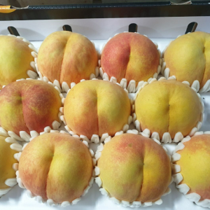 햇사레 복숭아 백도 황도 4kg 과수원 농부