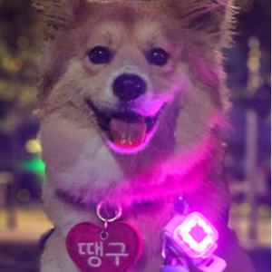 강아지 야간산책 led 라이트 하네스 목걸이 블링커 네모
