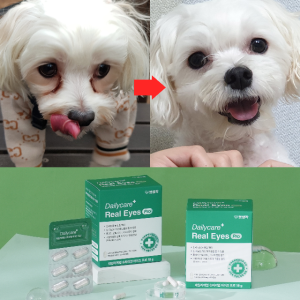 강아지 녹내장 백내장 안구 건조 영양제 2개월