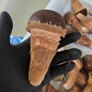 당일수확 농장직송 국내산 참송이버섯 500G / 1KG