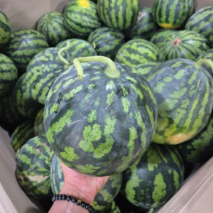 경산 고당도 하우스 꿀수박 4kg 이상부터