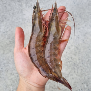 산지직송 활새우 팔딱팔딱 싱싱한 왕새우