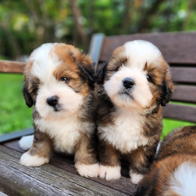 강아지분양 브리더클럽