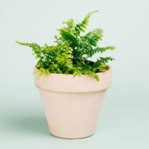 데팡스 실내공기정화식물 보스턴고사리 포트 화분