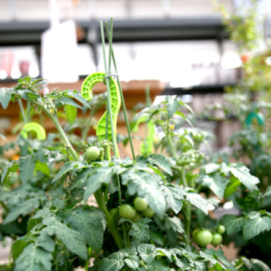 데팡스 화분 식물지지대 60cm 10개입