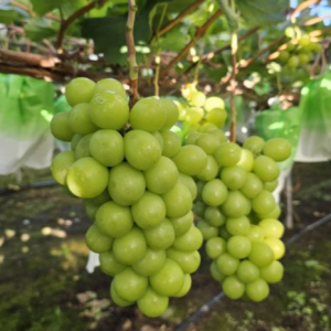 샤인머스켓 2kg 고당도 프리미엄 망고포도