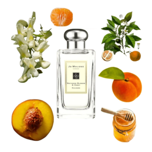 조말론 넥타린 블로썸 앤 허니 코롱 100ml 향수