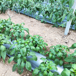 비닐하우스 상인농자재 마트 참깨 멀칭비닐 고정핀