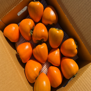 대봉감 못난이단감 경북페스타 20%할인쿠폰