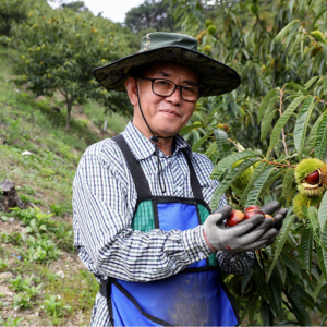 25년도 껍질이 잘벗겨지는 무훈증 선물용 공주 햇밤 포르단 칼집밤 (특대) 2kg