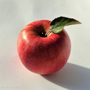 강원도 고당도 유기농 사과 부사 햇사과 선물