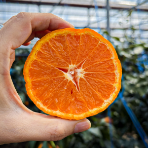 제주 카라향 당도보장 과즙팡팡