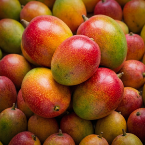 제주 애플망고 품질보장 최고급 아이간식