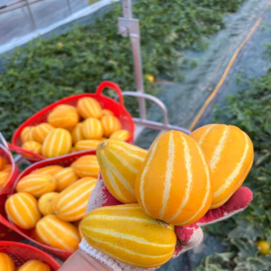 성주참외농장 못난이 가정용 꼬마 참외5kg