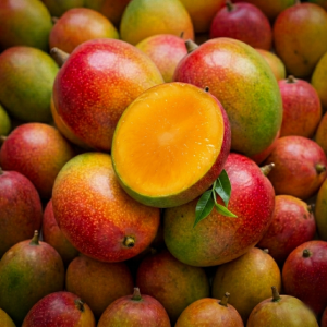 제주 애플망고 품질보장 최고급 아이간식