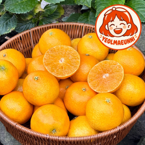 제주 산지직송 황금향 가정용/선물용 1.5kg 2.5kg 4.5kg