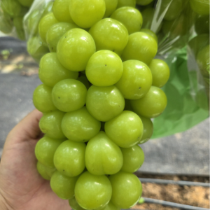 고당도 당일수확 산지직배송 샤인머스켓, 5kg