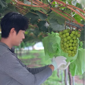 샤인머스캣 2kg 4kg 고당도 안동 망고포도