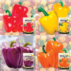 까미오 레드 옐로 오렌지 퍼플 파프리카 씨앗