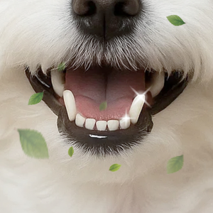 페피릴리프 강아지치약 구취제거 그린애플 3개