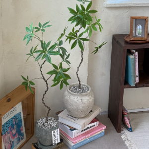 대형 조화나무 거실화분 인테리어 파키라