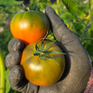 [도매가] 부산 대저동 짭짤이 토마토 대저토마토