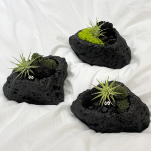 모지움 화산석 반려식물 틸란드시아